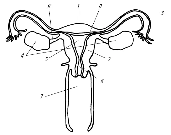 Рис 1 Строение женских внутренних половых органов 1 дно матки 2 тело - фото 2