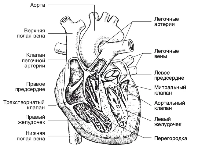 Рис 1 Сердце Сердце начинает стучать за 8 месяцев до рождения человека и не - фото 2
