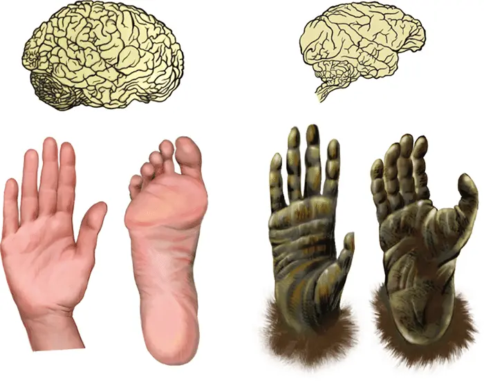 Из этого рисунка видно в чем сходство и различие между мозгом и конечностями - фото 5