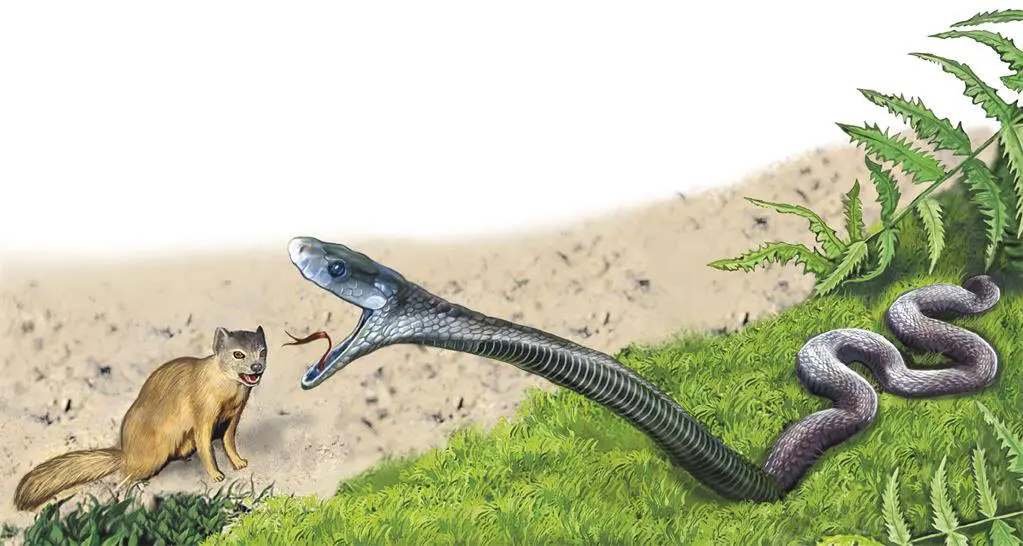 Говорят что змеи способны гипнотизировать жертву взглядом Ядовитые растения и - фото 2
