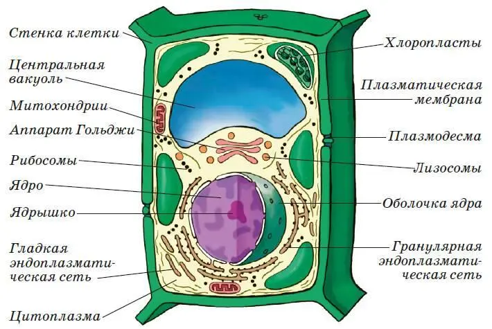 Строение клетки Самые древние предки деревьев Деревья растения наземные - фото 6