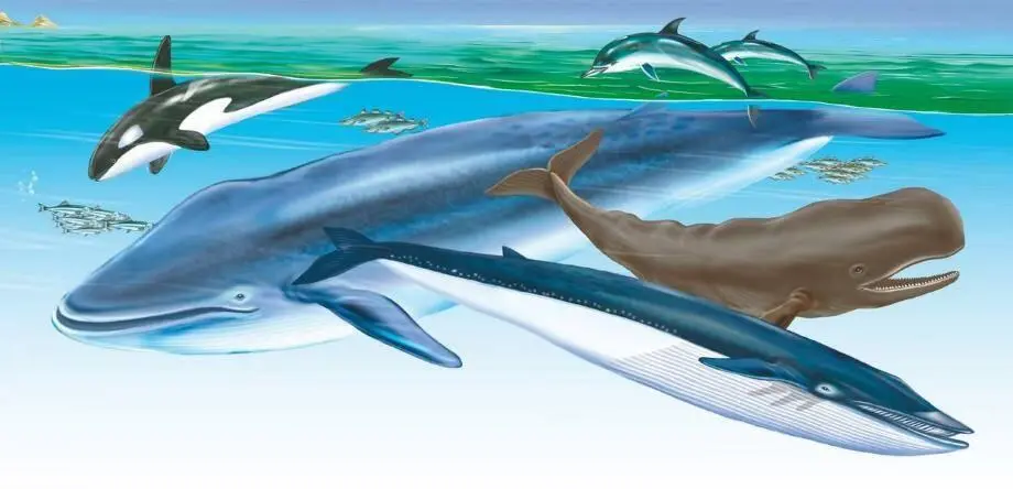 Косатка Синий кит Дельфины Кашалот Финвал Киты тоже разделяются на две - фото 5