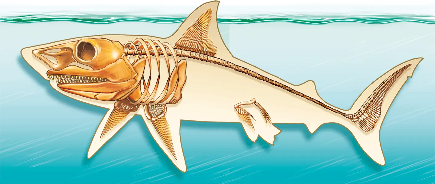 Хрящевой скелет акулы Предки современных акул и скатов появились в девоне Так - фото 3