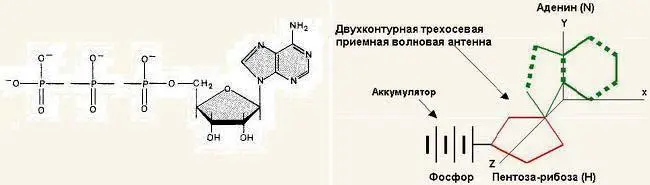 Рис 5Шестигранное бензольное кольцо Ю Бабикова 58 В структурной формуле - фото 5