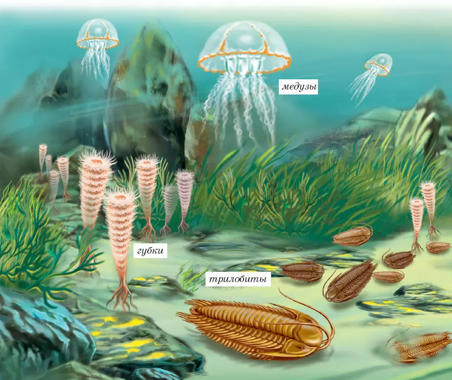 Обитатели древнейшего моря В силурийских морях приблизительно 420390 - фото 3
