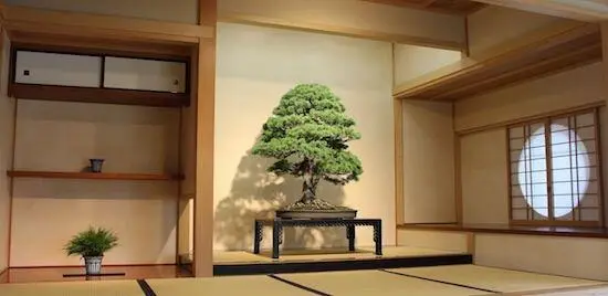 Введение в бонсай Бонсай это способ выращивания миниатюрных деревьев в - фото 1
