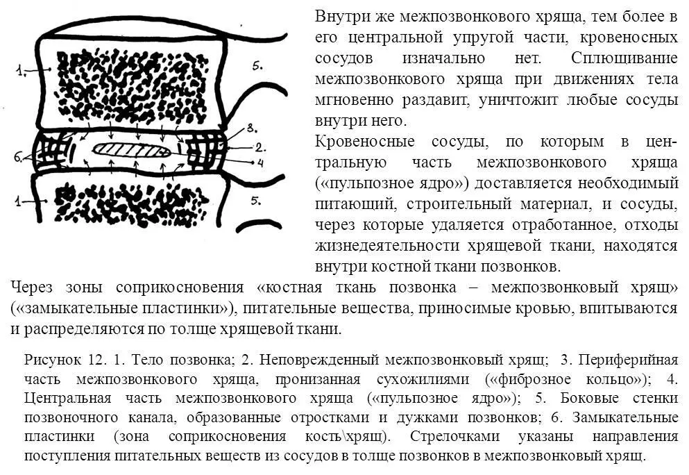 С точки зрения особенностей питания хрящевой ткани условно ее можно сравнить с - фото 12