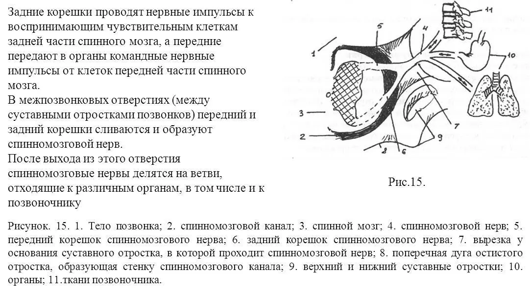Протяженность спинного мозга в позвоночном канале Это знание об анатомии - фото 15