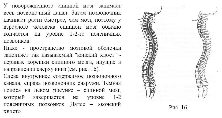 Это знание об анатомии спинного мозга внутри позвоночника очень важно для - фото 16