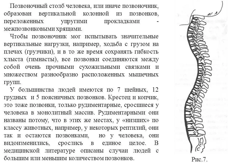 Самому дважды пришлось лечить пациентов с шестью поясничными позвонками - фото 8