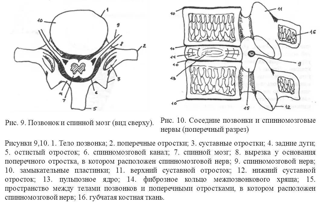 Чем ниже находится позвонок тем большие нагрузки ему приходится испытывать - фото 10