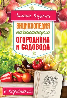 Галина Кизима - Энциклопедия начинающего огородника и садовода в картинках