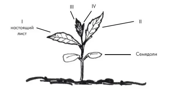 Рис 1 Семядоли и настоящие листья Как видно из рисунка первыми из земли - фото 5