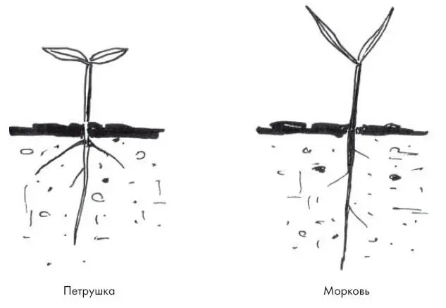 Как не потеряться среди сорняков Стратегия и тактика борьбы за урожай - фото 9