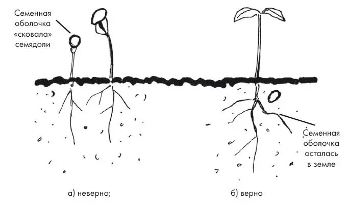 Рис 4 Глубина посева должна быть достаточной чтобы семенная оболочка - фото 13