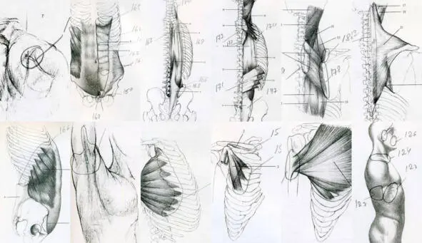 Показаны расположение глубинных точек на надкостнице суставах сухожилиях - фото 4