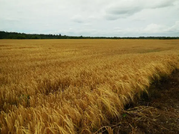 Трава здесь выше головы и почти что джунгли Пока ход - фото 4