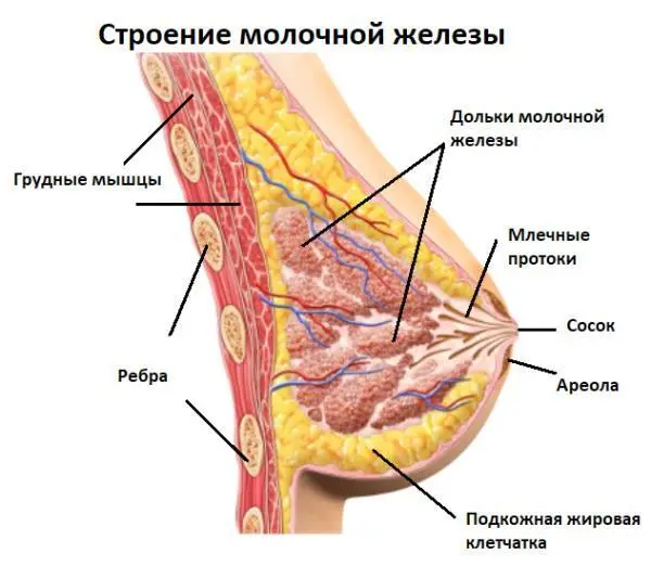 Молочная железа это сложная система альвеолярнотрубчатых соединенийальвеол - фото 1