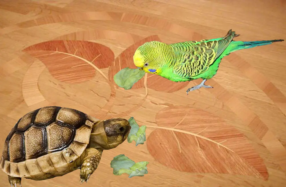 Попугайчик кормит черепаху Антошка в темноте задел машинку Она с грохотом - фото 4