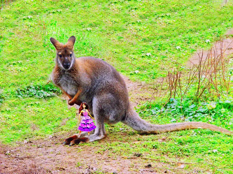 Кенгуру с куклой Вот кенгуру притаился у сетки Девочка держит игрушку у ног - фото 3