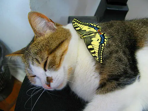 Кошка и бабочка махаон Поёт Лёша Котик дремлет дремлет На креслице лежит Он - фото 9