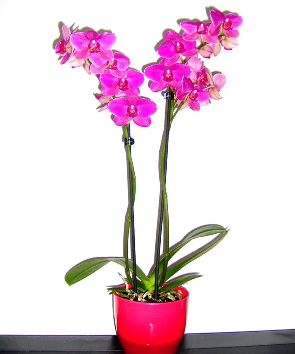 Прожив 5 лет в таких условиях орхидея на фото моя первая орхидея в - фото 2