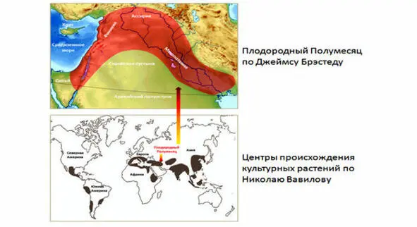 Плодородный Полумесяц и центры происхождения культурных растений на планете - фото 19