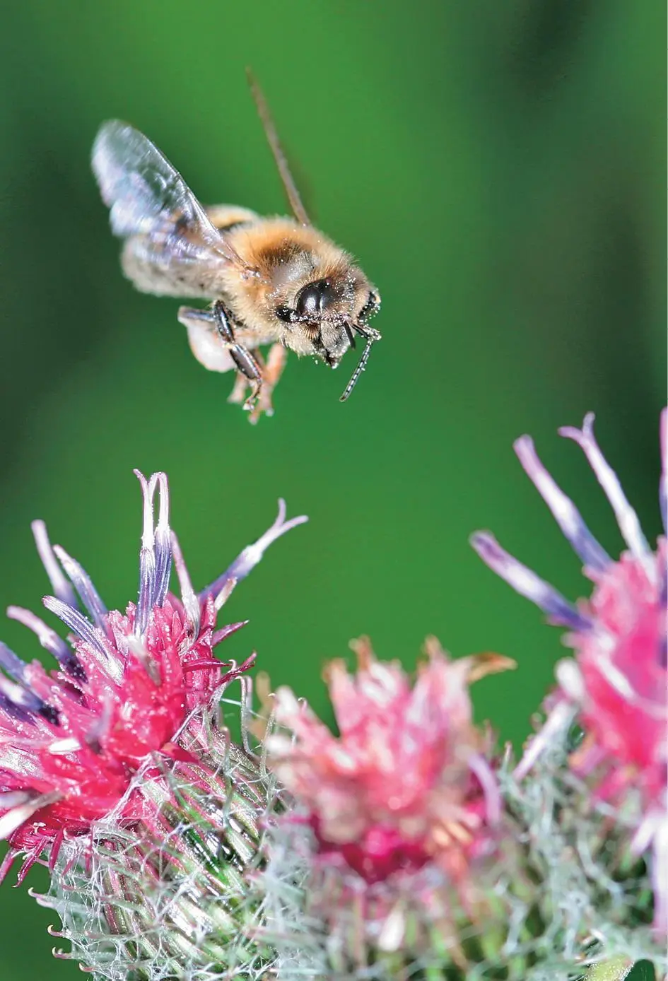 Пчелиная колония несомненно самый удивительный способ упорядочения природой - фото 1