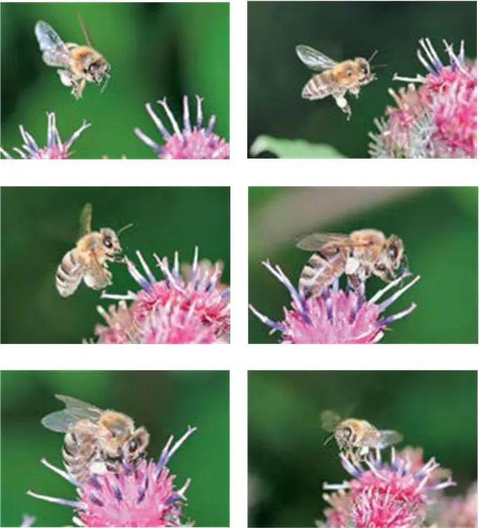 Пчелиная колония несомненно самый удивительный способ упорядочения природой - фото 2