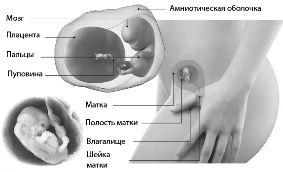 Теперь эмбрион называют плодом Его головка составляет половину длины тельца а - фото 31