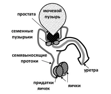 Рисунок 9 Внутренние половые органы семенные железы яички функцией - фото 9