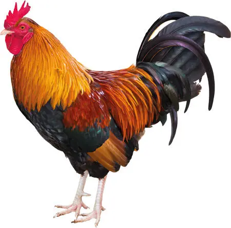 Домашняя курица является одомашненной формой банкивских кур это самая - фото 1