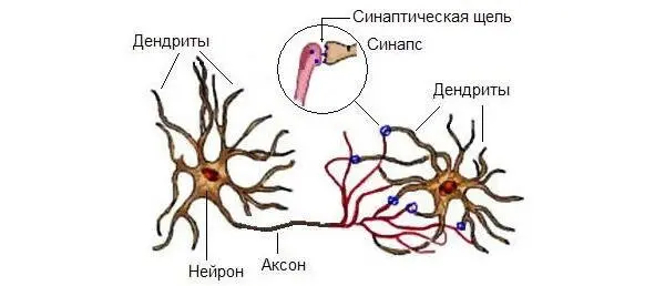 2 Нервные клетки Биология традиционно несколько отделена от физики и химии - фото 2