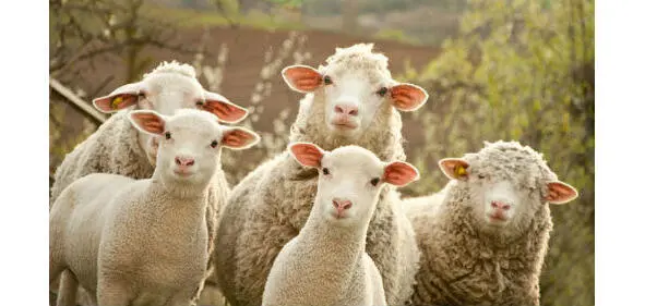 Почему в Библии человека сравнивают с овечкой Очень часто можно услышать - фото 2