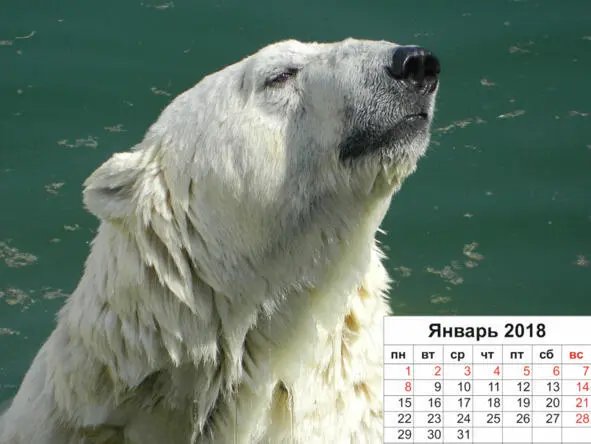 Белый медведь большую часть своей жизни обитает на льдинах Северного - фото 1