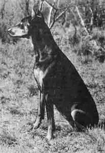 Доберманпинчер собака очень живая хорошо дрессируется считается одной из - фото 23