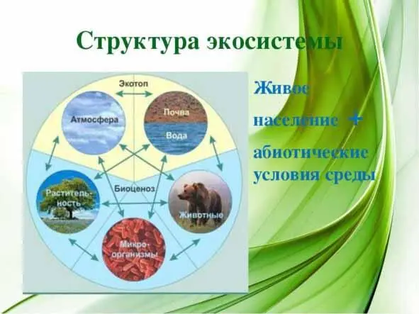 Структура экосистемы эффективность использования ресурсов и связанных с ними - фото 12