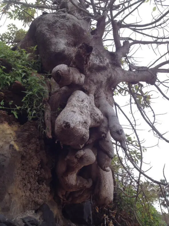 Не мене чудное и живое дерево балансирующее понад пропастью Генерирую - фото 7