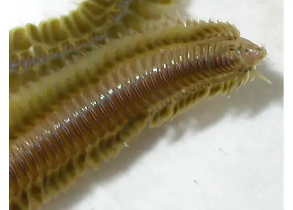 Phyllodoce groenlandica Фото автора Както вскоре после этого случая мы - фото 3