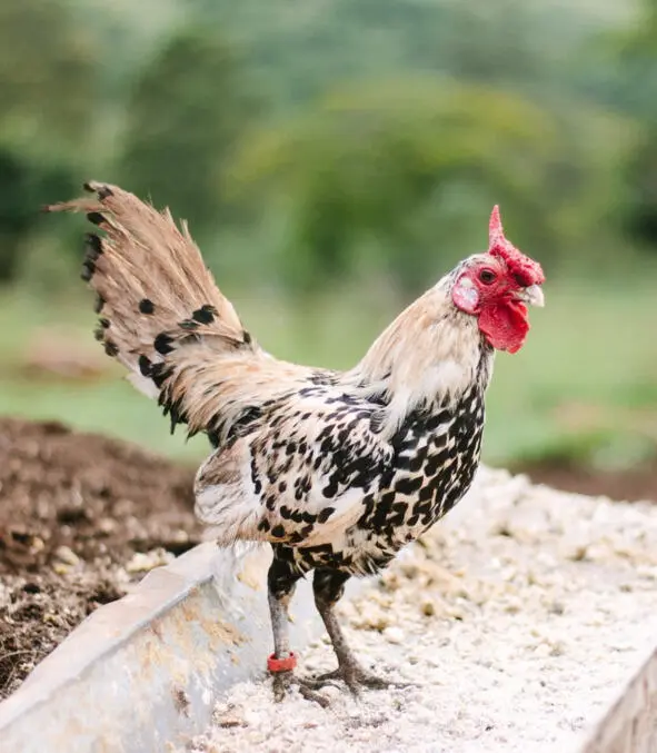 Разбудить любого мог Наш будильник петух cock Конец ознакомительного - фото 3