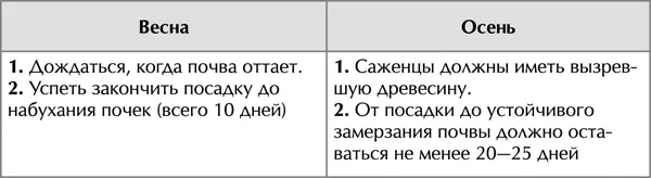 Для посадок приобретают двухлетний саженец с которого заранее удаляют листья - фото 4