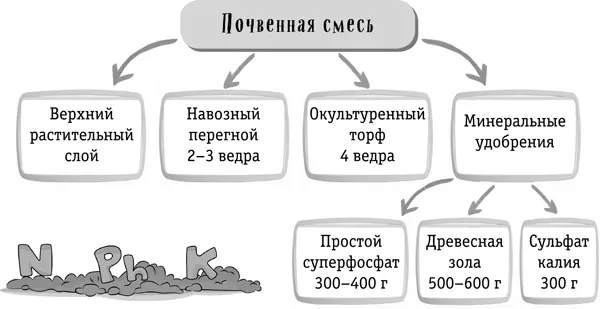 Посадка 1 При посадке саженец ставят вплотную к колу с северной стороны - фото 7