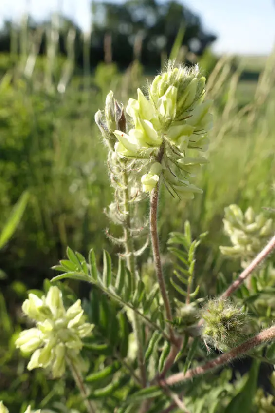 Рис 5 Астрагал шерстистоцветковый лат Astragalus dasyanthus Б Рис 6 - фото 5