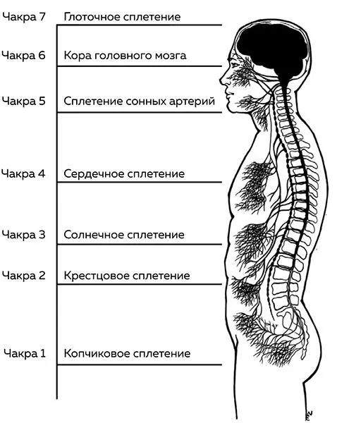 Рисунок 1 Позвоночные сплетения и чакры 2 Вода жидкая и символизирует - фото 1