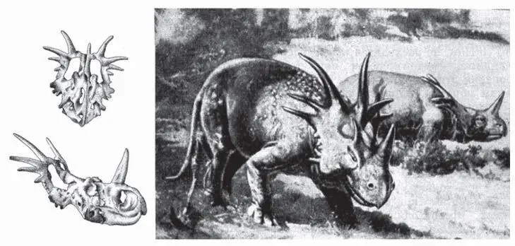 Рис 1Череп динозавра Styracosaurus parksi Из Давиташвили 1961 В полемике - фото 1