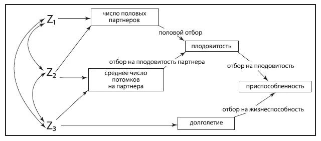 Рис 12Иерархия компонентов приспособленности диктуемых разными формами - фото 4