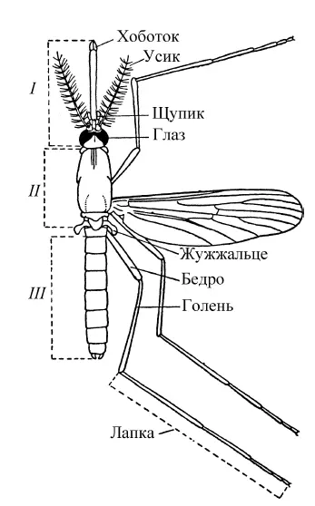 Рис 1Строение комара по Гуцевич и др 1970 I голова и её придатки II - фото 2