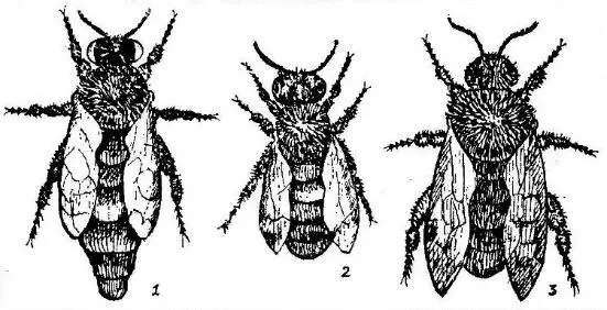 Рис 1 Особи пчелиной семьи 1 матка 2 рабочая пчела 3 трутень - фото 1