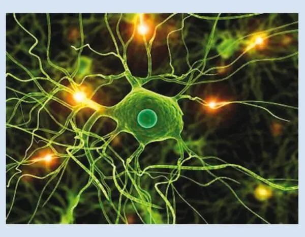 Нейрон выглядит как крупная клетка имеющая многочисленные связи с другими - фото 3