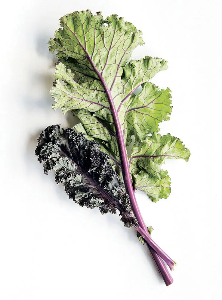 Темнозеленые листовые овощи Капуста кейл люцерна шпинат очень полезны для - фото 6